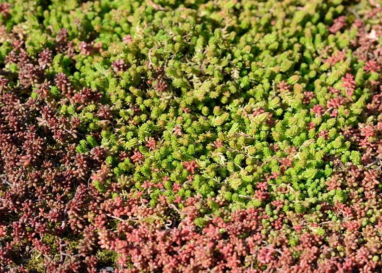 Sedum