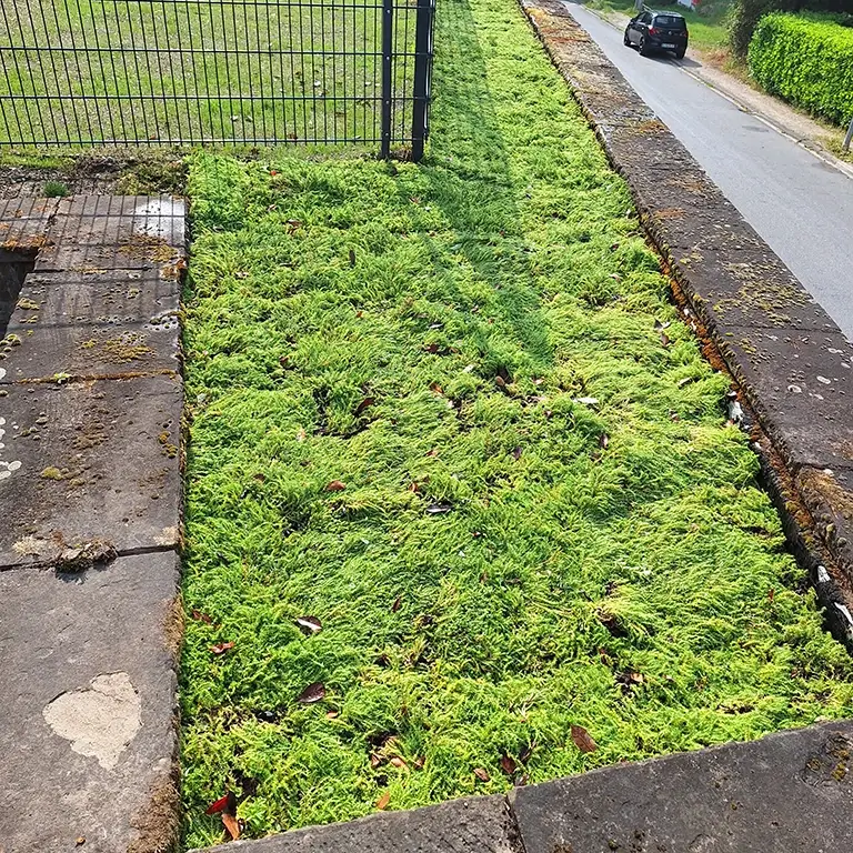 Anlegen einer pflegeleichten Alternative im Garten als Bodendecker