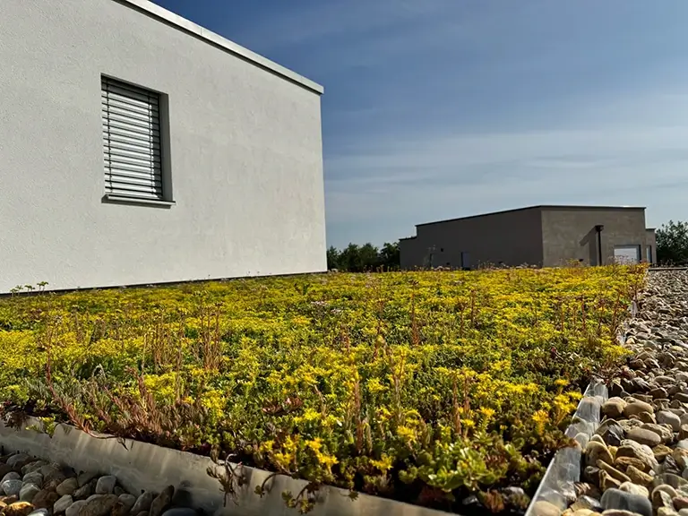 Sedum Vollblüte Juni 2025