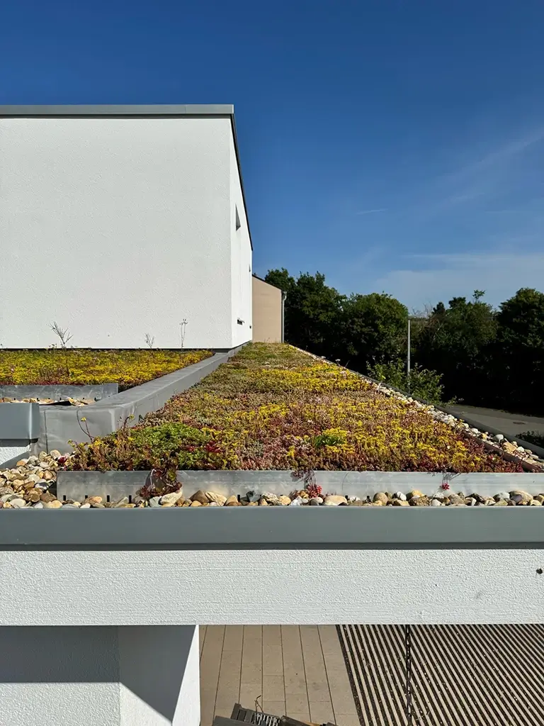 Sedum Vollblüte Juni 2025