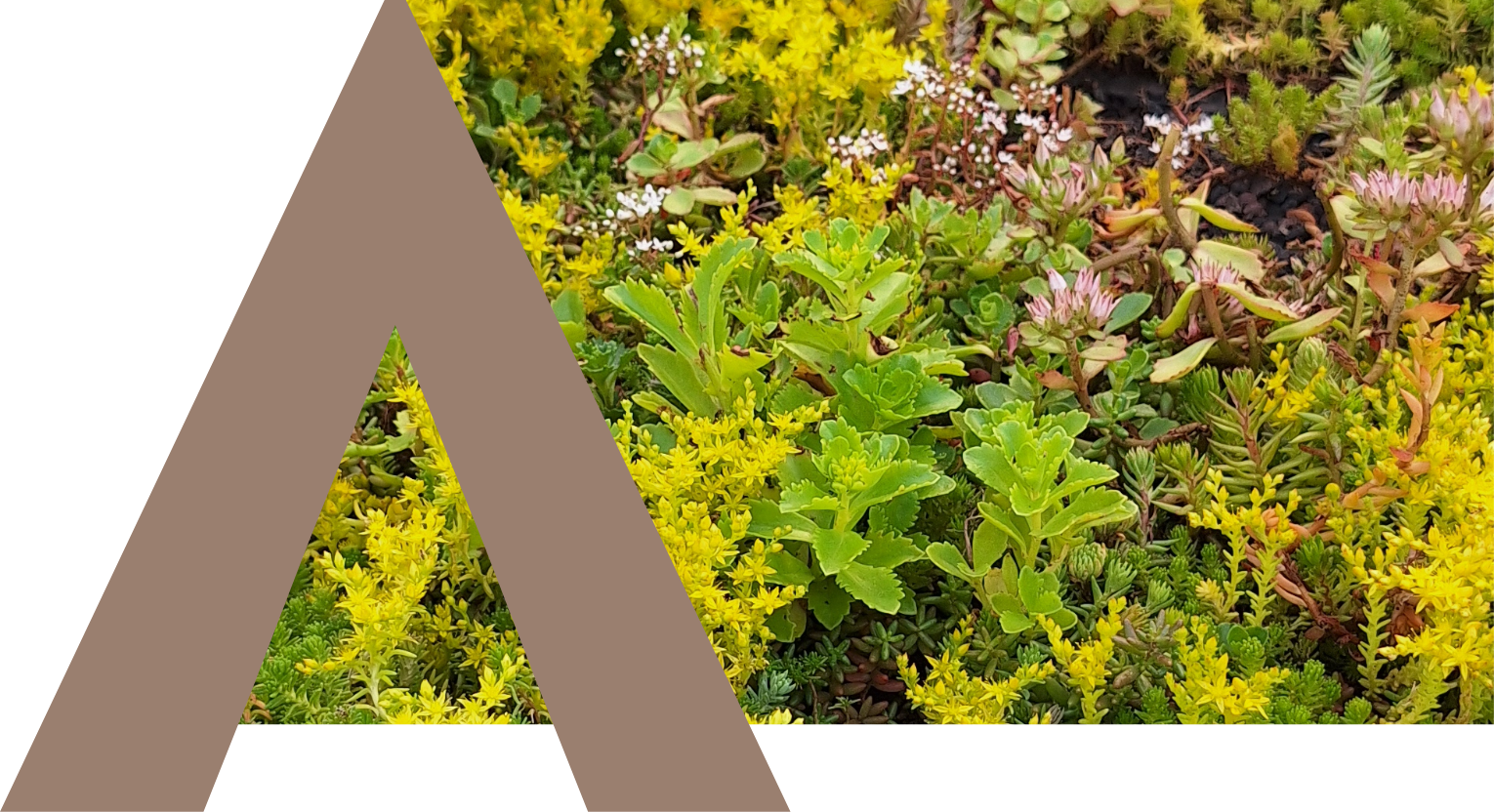 Detailansicht Sedum im Juni